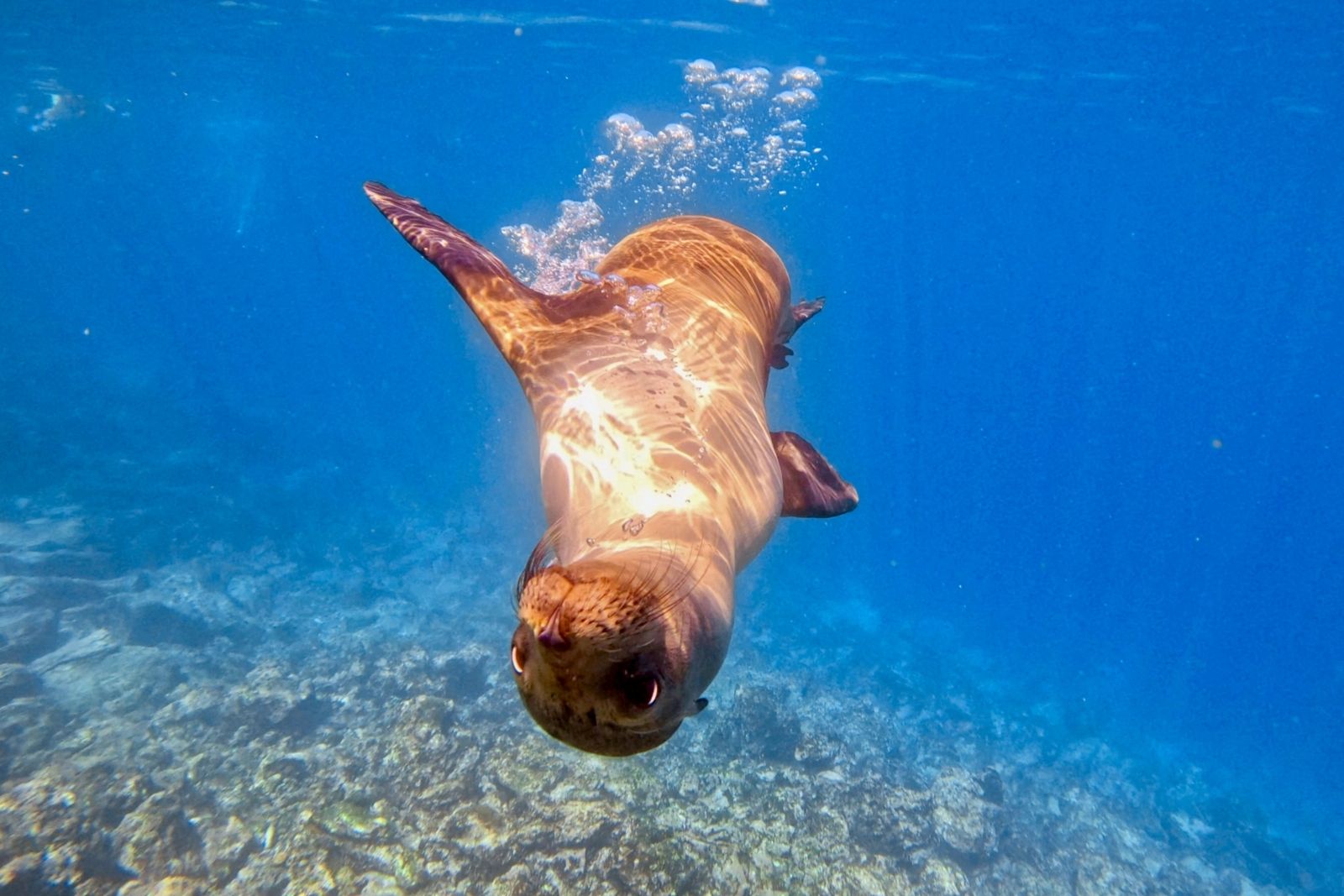 A Galápagos sea lion swimming toward the camera through clear blue water above a rocky seabed.